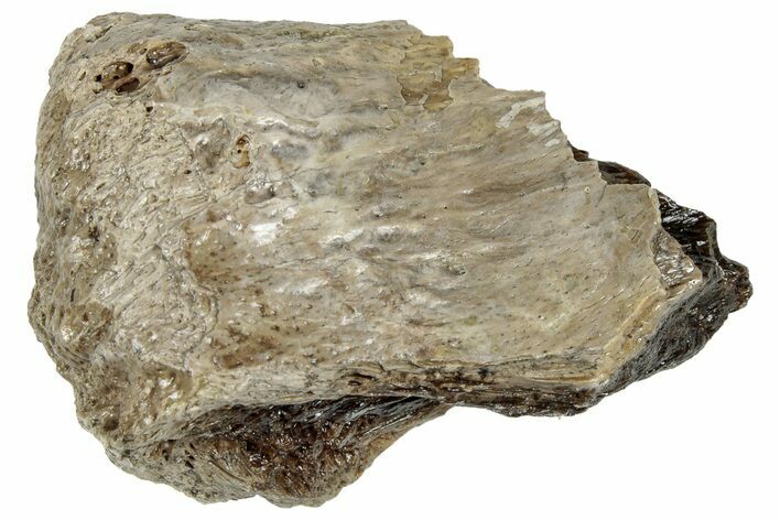 Fossil Tyrannosaur (T rex) Bone Section - Wyoming #309947